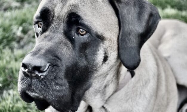 Opinion/Editorial, August 14, 2024