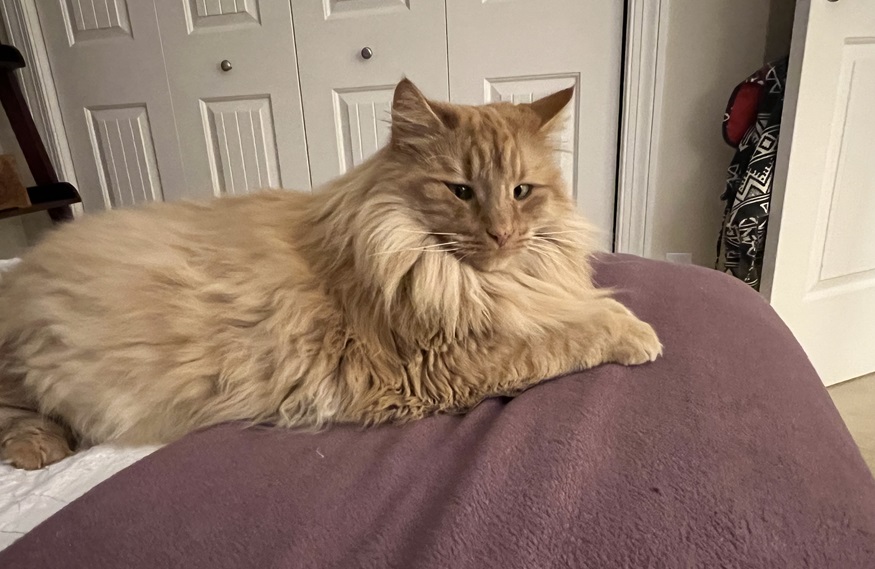 Bentley, the cat