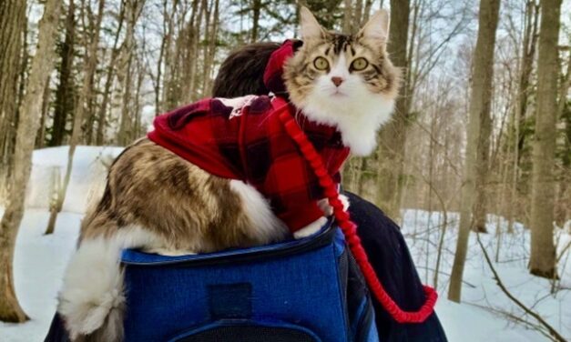 Checkers, A Christmas Short Story by James Strauss