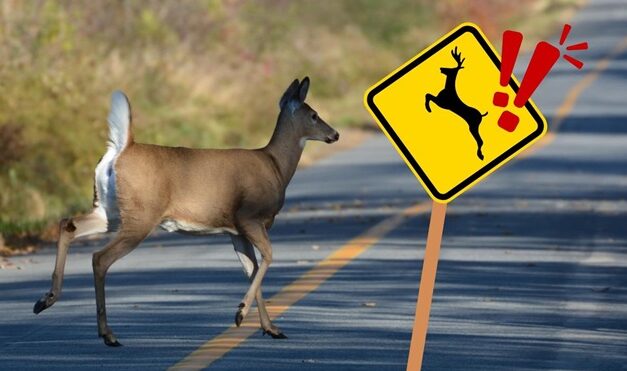 Surprising Stuff, November 20, 2024