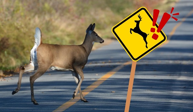 Surprising Stuff, November 20, 2024