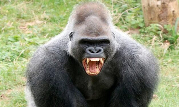 Opinion/Editorial, April 23, 2025