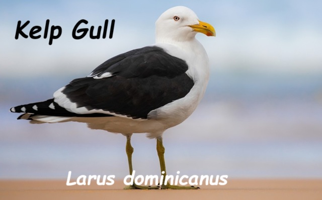 Little Gems. July 2, 2025