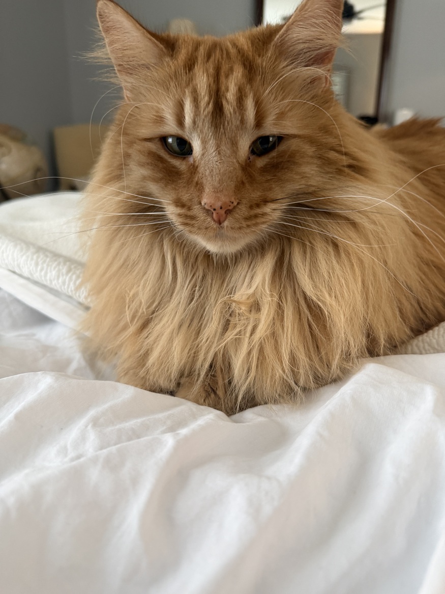 Bentley the Norwegian Forest Cat.
